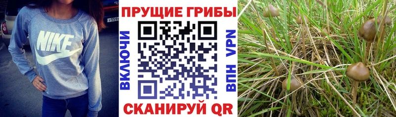 Галлюциногенные грибы Cubensis  Нижний Новгород 