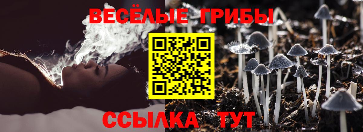 Псилоцибиновые грибы Psilocybe  Нижний Новгород 